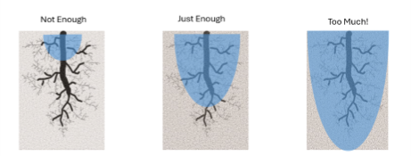 Photo 2 watered roots_brenden kelley.png